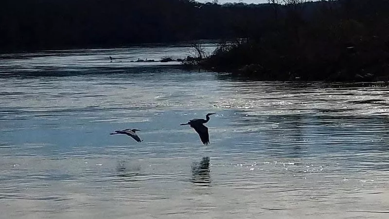 Two-Herons